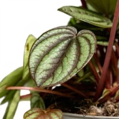 Peperomia Piccolo Banda -Greencore Store Peperomia Piccolo Banda Houseplant 10.5x20cm Close Leaf