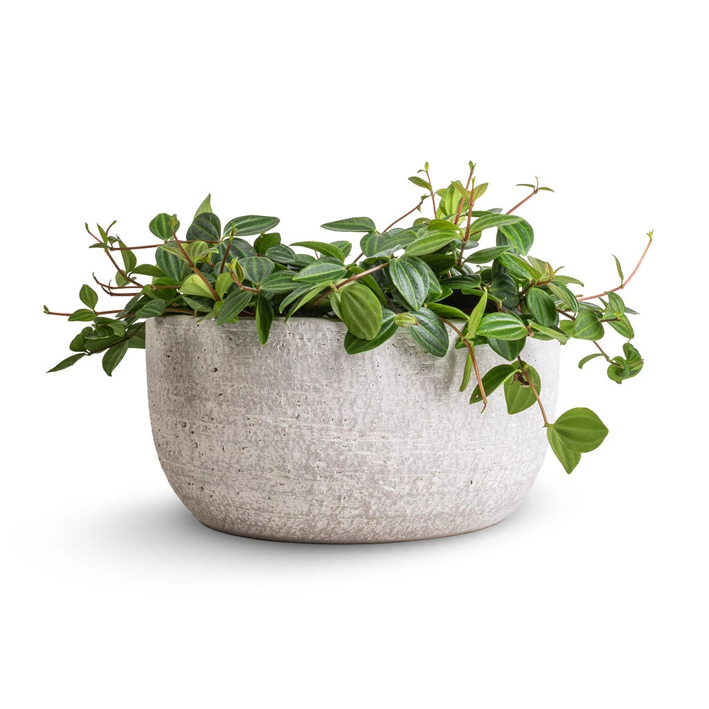 Cas Plant Bowl - Cool Grey 4 Cas Plant Bowl - Cool Grey - Image 2