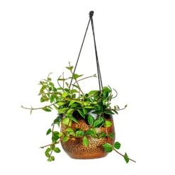 Mya Hanging Planter - Shiny Mocha -Greencore Store Peperomia angulata rocca scuro Dark Green Beetle Radiator Plant Mya Hanging Planter Shiny Mocha b4c99ae9 5d4a 4b04 be8c 297ea5c00325