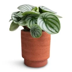 Chao Plant Pot - Terra -Greencore Store Peperomia argyreia Watermelon Peperomia 12x20cm Chao Plant Pot Terra 13x15cm 93ab2fa1 c12f 4989 aa73 cc80b1293188