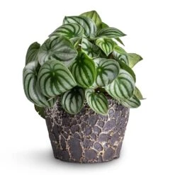 Lava Couple Straight Relic Planter - Black -Greencore Store Peperomia argyreia Watermelon Peperomia 15x25cm Lava Couple Straight Relic Planter Black 19x13cm e57b0b0d 83ea 442e 96e6 c72b52dc01a7