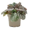 Peperomia Caperata Burbella -Greencore Store Peperomia caperata Burbella