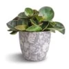 Peperomia Clusiifolia Red Margin - Red Edged Radiator Plant -Greencore Store Peperomia clusiifolia Red Margin Red Edged Radiator Plant 11x20cm Monza Plant Pot Vintage Grey 13x13cm
