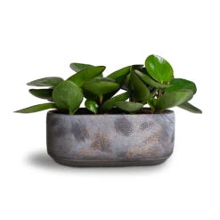 Peperomia Clusiifolia Red Margin - Red Edged Radiator Plant -Greencore Store Peperomia clusiifolia Red Margin Red Edged Radiator Plant 11x20cm Saar Oval Plant Bowl Earth Cement 26x13x11cm 01ab1490 2500 46ca 9303 2ff8277b1373
