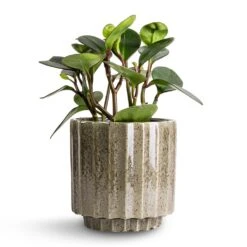 Peperomia Clusiifolia Red Margin - Red Edged Radiator Plant -Greencore Store Peperomia clusiifolia Red Margin Red Edged Radiator Plant 14x25cm Lugano Scalloped Plant Pot Green 16x16cm