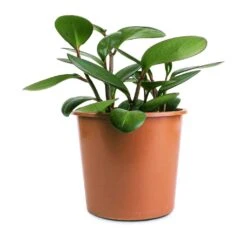 Peperomia Clusiifolia Red Margin - Red Edged Radiator Plant -Greencore Store Peperomia clusiifolia Red Margin Red Edged Radiator Plant 14x25cm 7743d53c bb63 46d2 9b13 5ef46f307a93