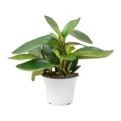 Peperomia Clusiifolia Red Margin - Red Edged Radiator Plant -Greencore Store Peperomia clusiifolia Red Margin Red Edged Radiator Plant Large