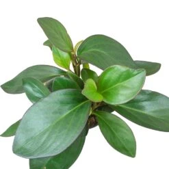 Peperomia Clusiifolia Red Margin - Red Edged Radiator Plant -Greencore Store Peperomia clusiifolia Red Margin Red Edged Radiator Plant Large Leaves