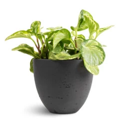 Mini Jesslyn Plant Pot - Black Washed -Greencore Store Peperomia obtusifolia Golden Gate Baby Rubber Plant 14x25cm Mini Jesslyn Plant Pot Black Washed 18x15cm 1 ed3a6919 6dd9 4a43 92e8 35e449ec0827