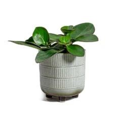 Peperomia Clusiifolia Red Margin - Red Edged Radiator Plant -Greencore Store Peperomia obtusifolia Green Baby Rubber Plant Denise Plant Pot Off White
