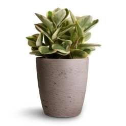 Gerben Plant Pot - Grey Washed -Greencore Store Peperomia obtusifolia Obtipan Bicolor 12x20cm Gerben Plant Pot Grey Washed 15x16cm