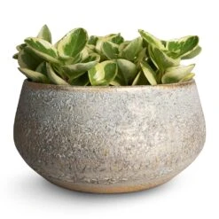 Noor Plant Bowl - Metallic Grey -Greencore Store Peperomia obtusifolia Obtipan Bicolor 12x20cm Noor Plant Bowl Metallic Grey 28x13cm