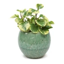 Peperomia Obtusifolia Variegata - Variegated Baby Rubber Plant -Greencore Store Peperomia obtusifolia Variegata Variegated Baby Rubber Plant Femme Azure Plant Pot