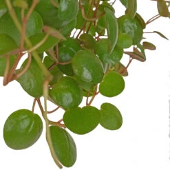 Peperomia Prostrata Pepperspot - String Of Coins 17 Peperomia Prostrata Pepperspot - String Of Coins -Greencore Store Peperomia prostrata Pepperspot String of Coins 11x25cm 2