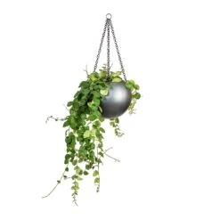 Gradient Hanging Plant Globe - Matt Grey -Greencore Store Peperomia prostrata Pepperspot String of Coins 15x20cm Gradient Hanging Plant Globe Matt Grey 24x19cm 8229e548 e96e 4af8 a4b4 9dfa73bde1f8
