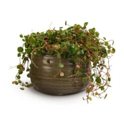 Peperomia Prostrata Pepperspot - String Of Coins 21 Peperomia Prostrata Pepperspot - String Of Coins -Greencore Store Peperomia prostrata Pepperspot String of Coins 15x20cm Iris Plant Pot Moss Grey 21x17cm