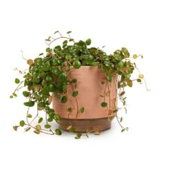Peperomia Prostrata Pepperspot - String Of Coins 20 Peperomia Prostrata Pepperspot - String Of Coins -Greencore Store Peperomia prostrata Pepperspot String of Coins 15x20cm Suze Plant Pot Pink 17x16cm
