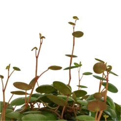 Peperomia Prostrata Pepperspot - String Of Coins 16 Peperomia Prostrata Pepperspot - String Of Coins -Greencore Store Peperomia prostrata Pepperspot String of Coins DETAIL