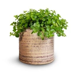 Hera Plant Pot - Ivory -Greencore Store Peperomia rotundifolia Trailing Jade Plant 15x25cm Hera Plant Pot Ivory 2