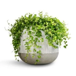 Pax Plant Pot - Ridged White Stripe -Greencore Store Peperomia rotundifolia Trailing Jade Plant 28x50cm Pax Plant Pot Ridged White Stripe 40x36cm 2 984ef851 7643 4afb a165 7fc6a1373102