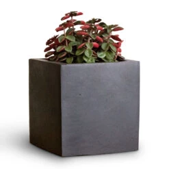 Fleur Natural Planter - Black -Greencore Store Peperomia verticillata Red Log 11x15cm Fleur Natural Planter Black 15x15x15cm 2