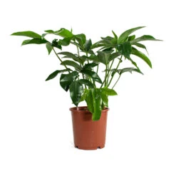 Philodendron Green Wonder -Greencore Store Philodendron Green Wonder 24cm