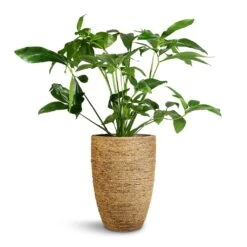 Philodendron Green Wonder -Greencore Store Philodendron Green Wonder 24x80cm Ben Plant Pot Straw Grass 30x41cm