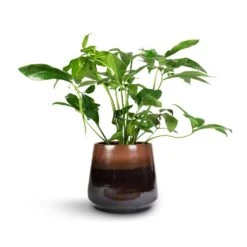 Philodendron Green Wonder -Greencore Store Philodendron Green Wonder 24x80cm Joah Plant Pot Truffle 33x28cm