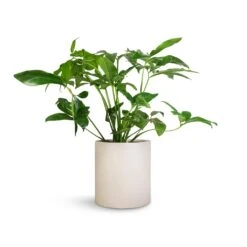 Max Refined Planter - Natural White 17 Max Refined Planter - Natural White -Greencore Store Philodendron Green Wonder 24x80cm Max Refined Planter Natural White 29x29.5cm 6ef17a10 0fc4 45b9 855a 1056dc1f85c8