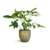 Philodendron Green Wonder 2 Philodendron Green Wonder -Greencore Store Philodendron Green Wonder 24x80cm Rinca Plant Pot Shiny Green 29x26cm