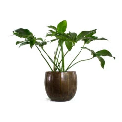 Philodendron Green Wonder -Greencore Store Philodendron Green Wonder Gusto Metal Plant Pots Set of 3 Old Brown