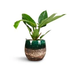 Philodendron Imperial Green -Greencore Store Philodendron Imperial Green 17x50cm Lindy Plant Pot Black Green 23x20cm 1