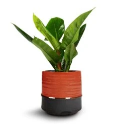 Philodendron Imperial Green -Greencore Store Philodendron Imperial Green 17x50cm Marlijn Plant Pot Coral 21x21cm 1