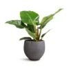 Philodendron Imperial Green -Greencore Store Philodendron Imperial Green 19x50cm Mini Orb Kevan Plant Pot Black Washed 25x21cm