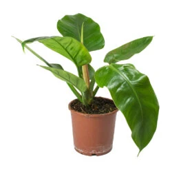 Philodendron Imperial Green -Greencore Store Philodendron Imperial Green