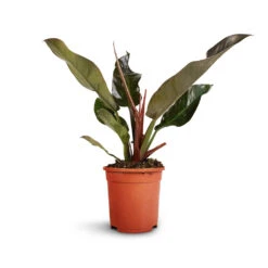 Philodendron Imperial Red -Greencore Store Philodendron Imperial Red 17x50cm 2