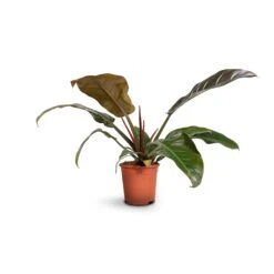 Philodendron Imperial Red -Greencore Store Philodendron Imperial Red 17x50cm