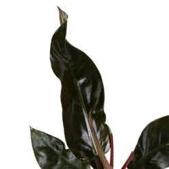 Philodendron Imperial Red -Greencore Store Philodendron Imperial Red 17x50cm 2 e8fdfc92 0f4f 44a8 9630 c2b4c949d33d
