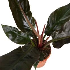 Philodendron Imperial Red -Greencore Store Philodendron Imperial Red 17x50cm 3