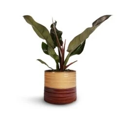 Philodendron Imperial Red -Greencore Store Philodendron Imperial Red 17x50cm Didi Plant Pot Rustic Red Dip 20x18cm 1