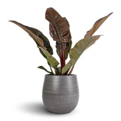 Philodendron Imperial Red -Greencore Store Philodendron Imperial Red 17x50cm Esra Plant Pot Mystic Grey 26x26cm