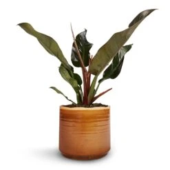 Philodendron Imperial Red -Greencore Store Philodendron Imperial Red 17x50cm Jordy Plant Pot Caramel 20x18cm 1