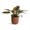 Philodendron Imperial Red 2 Philodendron Imperial Red -Greencore Store Philodendron Imperial Red 19x55cm Duncan Plant Pot Rust 23x22cm