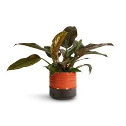 Philodendron Imperial Red -Greencore Store Philodendron Imperial Red 19x55cm Marlijn Plant Pot Coral 21x21cm