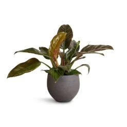 Mini Orb Kevan Plant Pot - Black Washed 19 Mini Orb Kevan Plant Pot - Black Washed -Greencore Store Philodendron Imperial Red 19x55cm Mini Orb Kevan Plant Pot Black Washed 25x21cm 4f959ecf 6443 4dd9 bcca 626091519d71