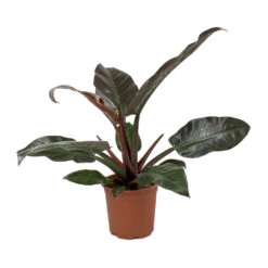 Philodendron Imperial Red -Greencore Store Philodendron Imperial Red