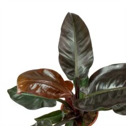 Philodendron Imperial Red -Greencore Store Philodendron Imperial Red Leaves