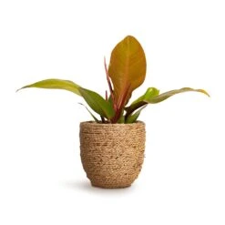 Cody Plant Pot - Straw Grass -Greencore Store Philodendron Prince of Orange 10.5x30cm Cody Plant Pot Straw Grass 17x15cm a6822c98 32bd 4c63 a74f aafb2edd6dc0