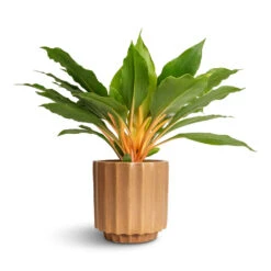 Bourton Scalloped Plant Pot - Clay 13 Bourton Scalloped Plant Pot - Clay -Greencore Store Philodendron Prince of Orange 12x25cm Bourton Scalloped Plant Pot Clay 16x16cm