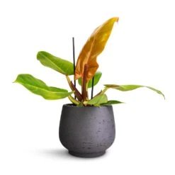 Mini Pixie Plant Pot - Black Washed -Greencore Store Philodendron Prince of Orange 12x25cm Mini Pixie Plant Pot Black Washed 18x15cm 240538b0 cfbb 4b5d 8e7b c14f5546aa64